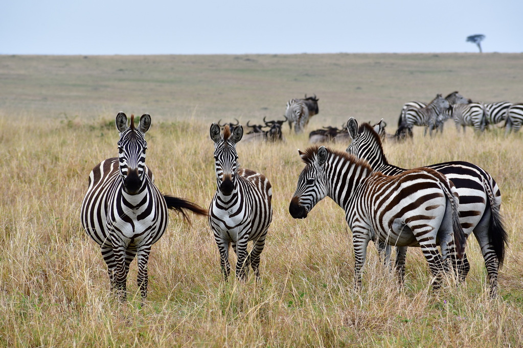Masai Mara Nat. Reserve